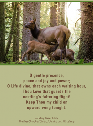 O gentle presence – elk